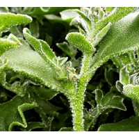 ΔΡΟΣΟΥΛΙΤΕΣ ICE PLANT σπόροι Σπόροι - Λιπάσματα - Φάρμακα fytoidea.gr