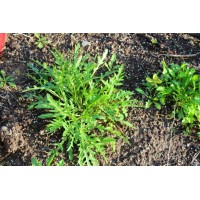 ΑΓΡΙΑ FAST GROW σπόροι Σπόροι - Λιπάσματα - Φάρμακα fytoidea.gr