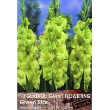 ΓΛΑΔΙΟΛΑ GIANT FLOWERING GREEN STAR         ΦΑΚΕΛΛΟΣ 5 ΤΕΜ. ΒΟΛΒΟΙ ΑΝΘΕΩΝ Σπόροι - Λιπάσματα - Φάρμακα fytoidea.gr