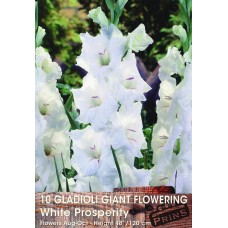 ΓΛΑΔΙΟΛΑ GIANT FLOWERING WHITE PROSPERITY  ΦΑΚΕΛΛΟΣ 5  ΤΕΜ.