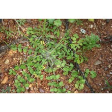 ΚΑΥΚΑΛIΘΡΑ σπόροι Σπόροι - Λιπάσματα - Φάρμακα fytoidea.gr