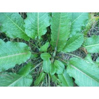 ΛΑΠΑΤΟ σπόροι Σπόροι - Λιπάσματα - Φάρμακα fytoidea.gr