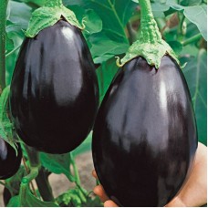 BLACK BEAUTY σπόροι Σπόροι - Λιπάσματα - Φάρμακα fytoidea.gr