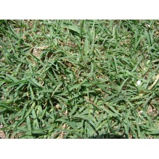 ΓΚΑΖΟΝ ΟΥΓΚΑΝΤΑ(BERMUDA GRASS) σπόροι Σπόροι - Λιπάσματα - Φάρμακα fytoidea.gr