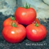 RED MACHINE F1 σπόροι Σπόροι - Λιπάσματα - Φάρμακα fytoidea.gr
