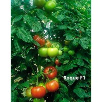 ROQUE F1 σπόροι Σπόροι - Λιπάσματα - Φάρμακα fytoidea.gr
