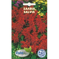 ΣΑΛΒΙΑ (ΦΩΤΙΑ) σπόροι Σπόροι - Λιπάσματα - Φάρμακα fytoidea.gr