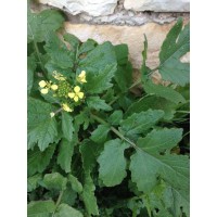 ΣΙΝΑΠΙ ΜΑΥΡΟ σπόροι Σπόροι - Λιπάσματα - Φάρμακα fytoidea.gr