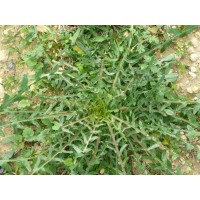 ΣΤΑΜΝΑΓΚΑΘΙ σπόροι Σπόροι - Λιπάσματα - Φάρμακα fytoidea.gr