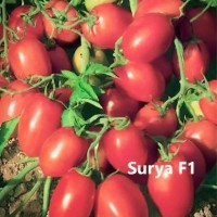 SURYA F1 σπόροι Σπόροι - Λιπάσματα - Φάρμακα fytoidea.gr