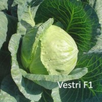 VESTRI F1 σπόροι Σπόροι - Λιπάσματα - Φάρμακα fytoidea.gr