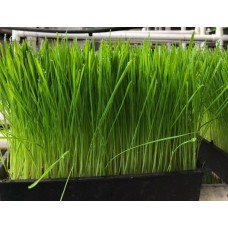 WHEAT GRASS ΓΙΑ ΦΥΤΡΕΣ σπόροι Σπόροι - Λιπάσματα - Φάρμακα fytoidea.gr